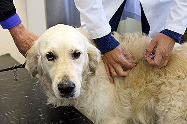Cijepljenje i čipiranje pasa 