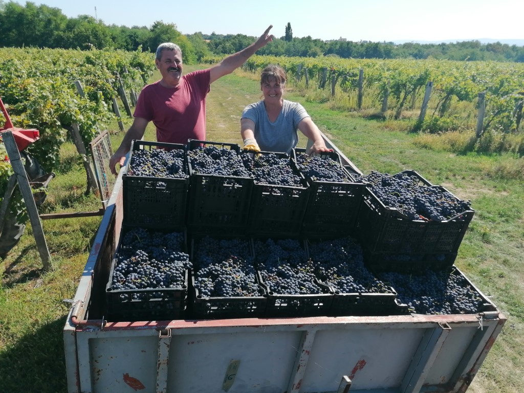 Početak berbi grožđa u kaptolačkim vinogradima